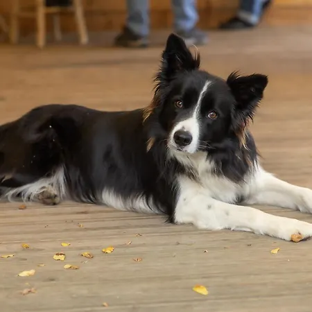 Campeggio Le Saillet Betharram Lestelle-Bétharram