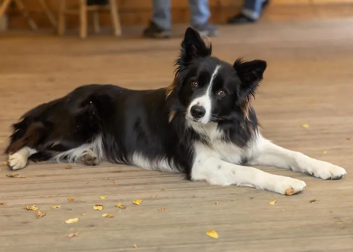 Campeggio Le Saillet Betharram Lestelle-Bétharram